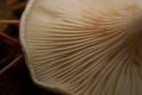 Clitopilus prunulus image