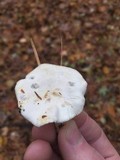 Clitopilus prunulus image
