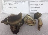 Tricholoma saponaceum image