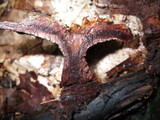 Hydnellum scrobiculatum image