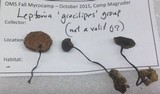 Leptonia gracilipes image
