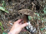 Tylopilus porphyrosporus image