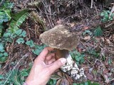 Tylopilus porphyrosporus image