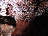 Hydnellum scrobiculatum image