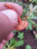 Hygrocybe miniata image