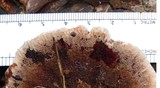 Hydnellum scrobiculatum image