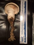 Neolentinus ponderosus image
