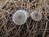 Clitocybe metachroides image