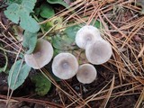 Clitocybe metachroides image