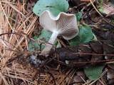 Clitocybe metachroides image