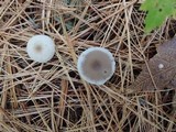 Clitocybe metachroides image