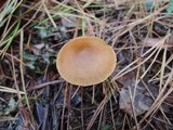Cortinarius semisanguineus image