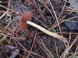 Cortinarius semisanguineus image