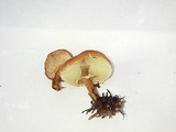 Cystoderma fallax image