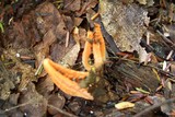 Pseudocolus fusiformis image