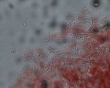 Mycena piceicola image