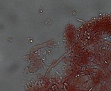 Mycena piceicola image