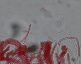 Mycena piceicola image