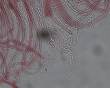 Mycena piceicola image