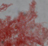Mycena piceicola image