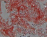 Mycena piceicola image