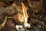 Pseudocolus fusiformis image