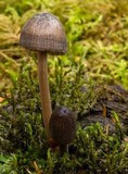 Mycena abramsii image