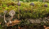 Mycena abramsii image