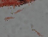 Mycena abramsii image