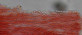 Mycena abramsii image