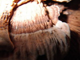 Hydnellum scrobiculatum image