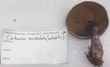 Cortinarius occidentalis image