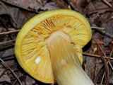 Entoloma flavifolium image