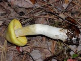 Entoloma flavifolium image