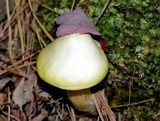Entoloma flavifolium image
