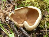 Peziza vesiculosa image