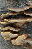 Gloeophyllum trabeum image