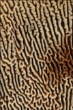 Gloeophyllum trabeum image