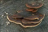 Gloeophyllum trabeum image