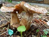 Armillaria solidipes image