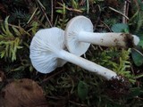 Hygrophorus agathosmus image