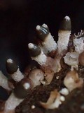 Xylophallus xylogenus image