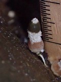 Xylophallus xylogenus image