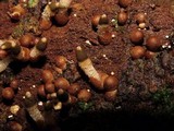 Xylophallus xylogenus image