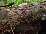 Xylophallus xylogenus image