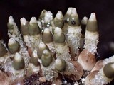 Xylophallus xylogenus image