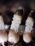 Xylophallus xylogenus image