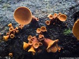 Encoelia heteromera image