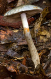 Cortinarius rotundisporus image