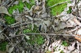 Tolypocladium ophioglossoides image
